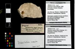 Foto (Objekt + Etikett) von Discutiolira moesica (Muţiu & Bădăluţă, 1971)  (NHMW-GEO-1990-0041-10154)